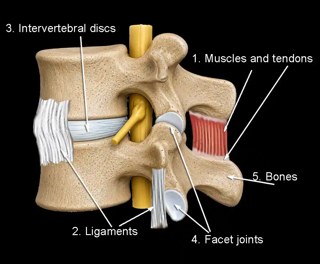 Anatomical structures commonly involved in low back pain